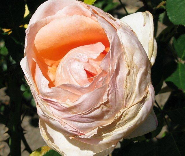  photo AbbayedeClunyatfiloliIMG_1041balled640wide_zpsfbb121c8.jpg